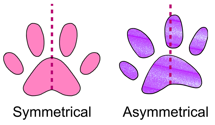 Paws are asymmetric